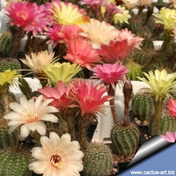7481 cactus-art Cactus Art