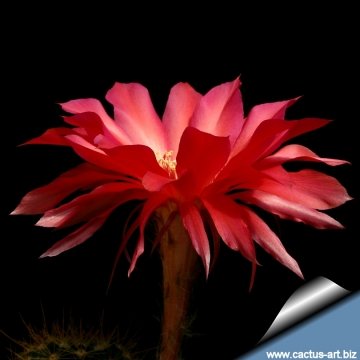 7488 cactus-art Cactus Art