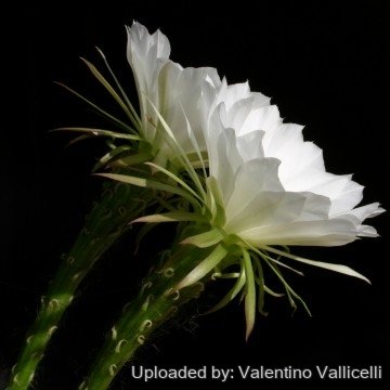 605 valentino Valentino Vallicelli