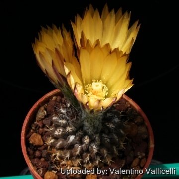 7598 valentino Valentino Vallicelli