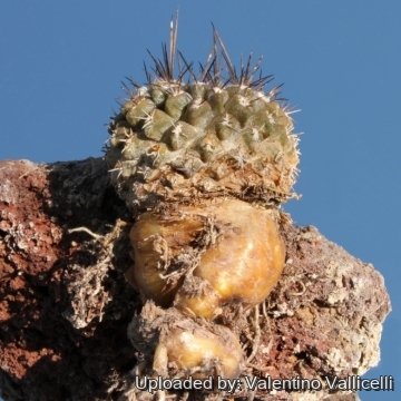 8090 valentino Valentino Vallicelli