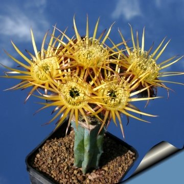 7710 cactus-art Cactus Art