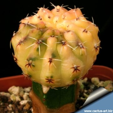 7779 cactus-art Cactus Art