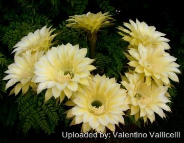 13927 valentino Valentino Vallicelli