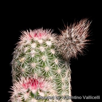 7896 valentino Valentino Vallicelli