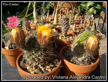 21840 viviana Viviana Alejandra Castro