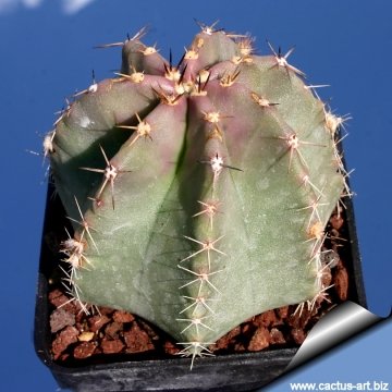 7932 cactus-art Cactus Art