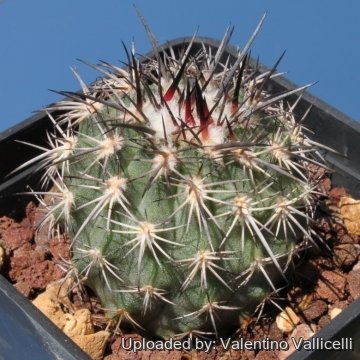 8065 valentino Valentino Vallicelli