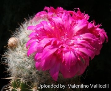 8239 valentino Valentino Vallicelli