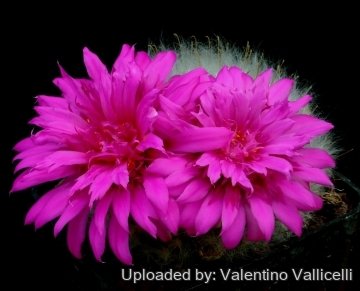 8241 valentino Valentino Vallicelli