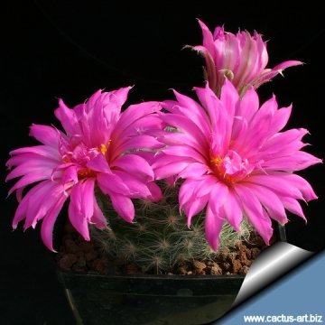 8246 cactus-art Cactus Art