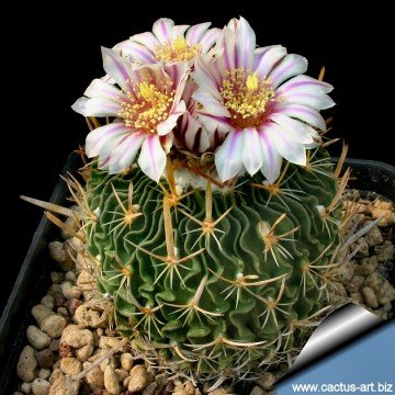 1615 cactus-art Cactus Art