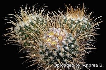 1616 andrea Andrea B.