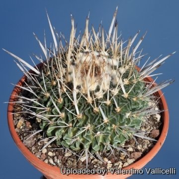 17373 valentino Valentino Vallicelli