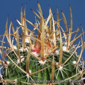 8929 valentino Valentino Vallicelli