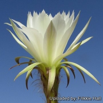 27809 frikkie Frikkie Hall