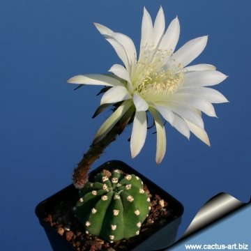 8353 cactus-art Cactus Art