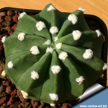 8356 cactus-art Cactus Art