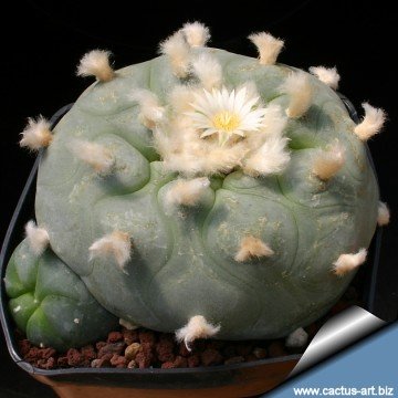 2288 cactus-art Cactus Art