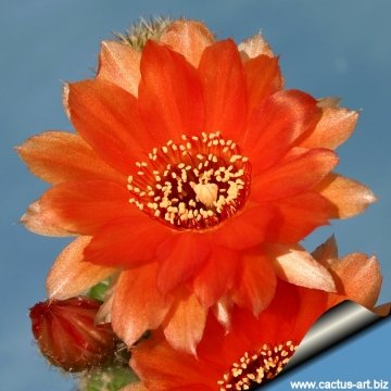 9005 cactus-art Cactus Art