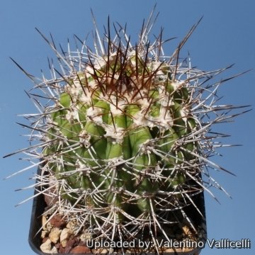 9151 valentino Valentino Vallicelli