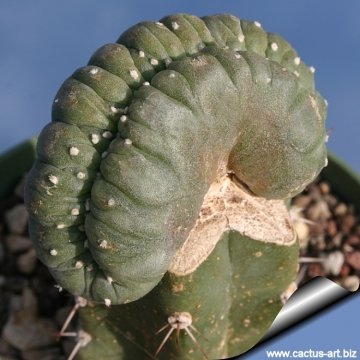 12308 cactus-art Cactus Art