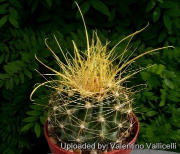 9313 valentino Valentino Vallicelli