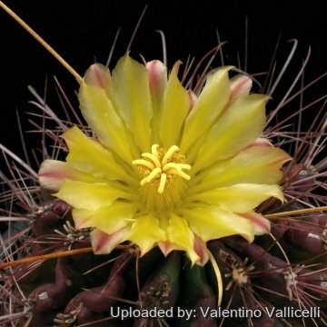 9321 valentino Valentino Vallicelli