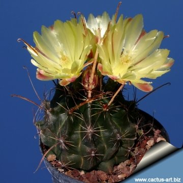 9322 cactus-art Cactus Art