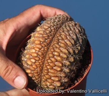 16487 valentino Valentino Vallicelli