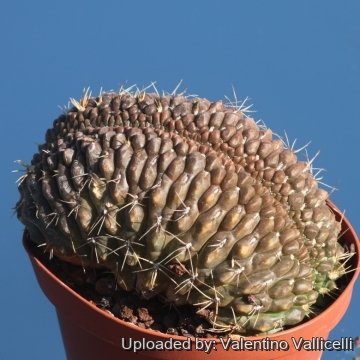 16591 valentino Valentino Vallicelli