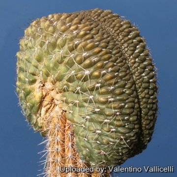 9516 valentino Valentino Vallicelli