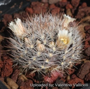 17441 valentino Valentino Vallicelli