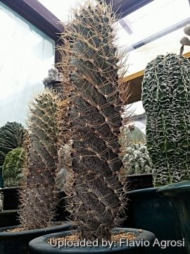 30409 flavio Flavio Agrosi