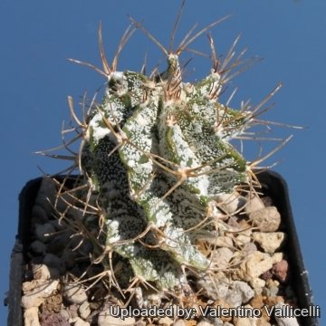 9944 valentino Valentino Vallicelli