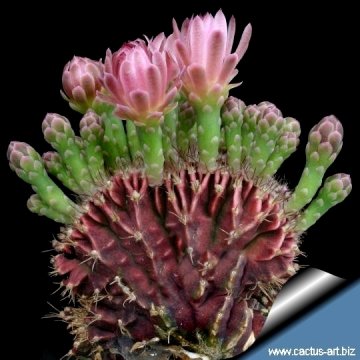 9998 cactus-art Cactus Art