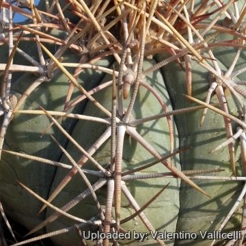 10223 valentino Valentino Vallicelli