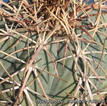 10219 valentino Valentino Vallicelli