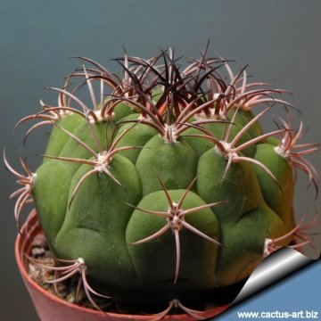 10228 cactus-art Cactus Art