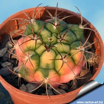 10236 cactus-art Cactus Art