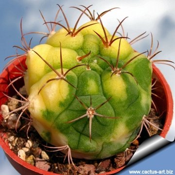10237 cactus-art Cactus Art