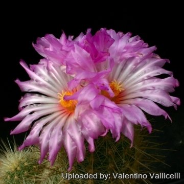 10448 valentino Valentino Vallicelli