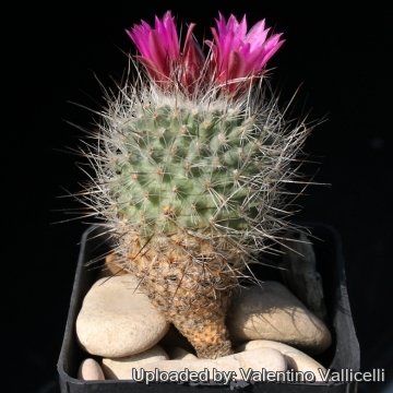 15659 valentino Valentino Vallicelli