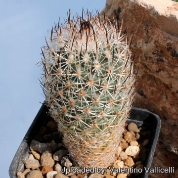 5982 valentino Valentino Vallicelli