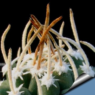 11125 cactus-art Cactus Art