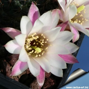 11252 cactus-art Cactus Art