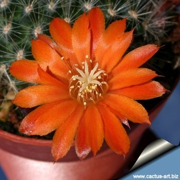 11303 cactus-art Cactus Art