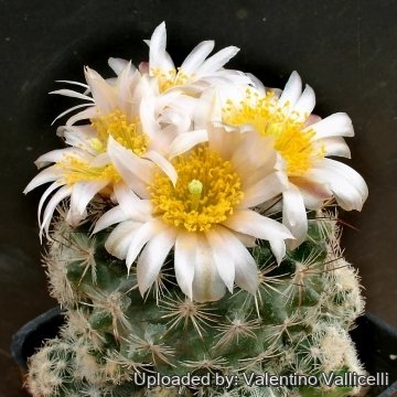 Pediocactus simpsonii cv. Clumping Form