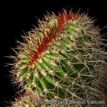 11535 valentino Valentino Vallicelli