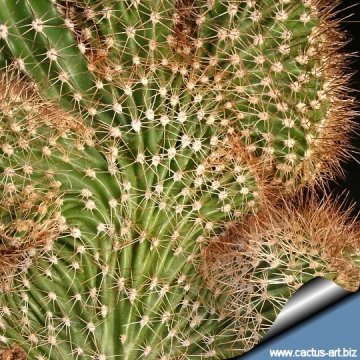 11537 cactus-art Cactus Art